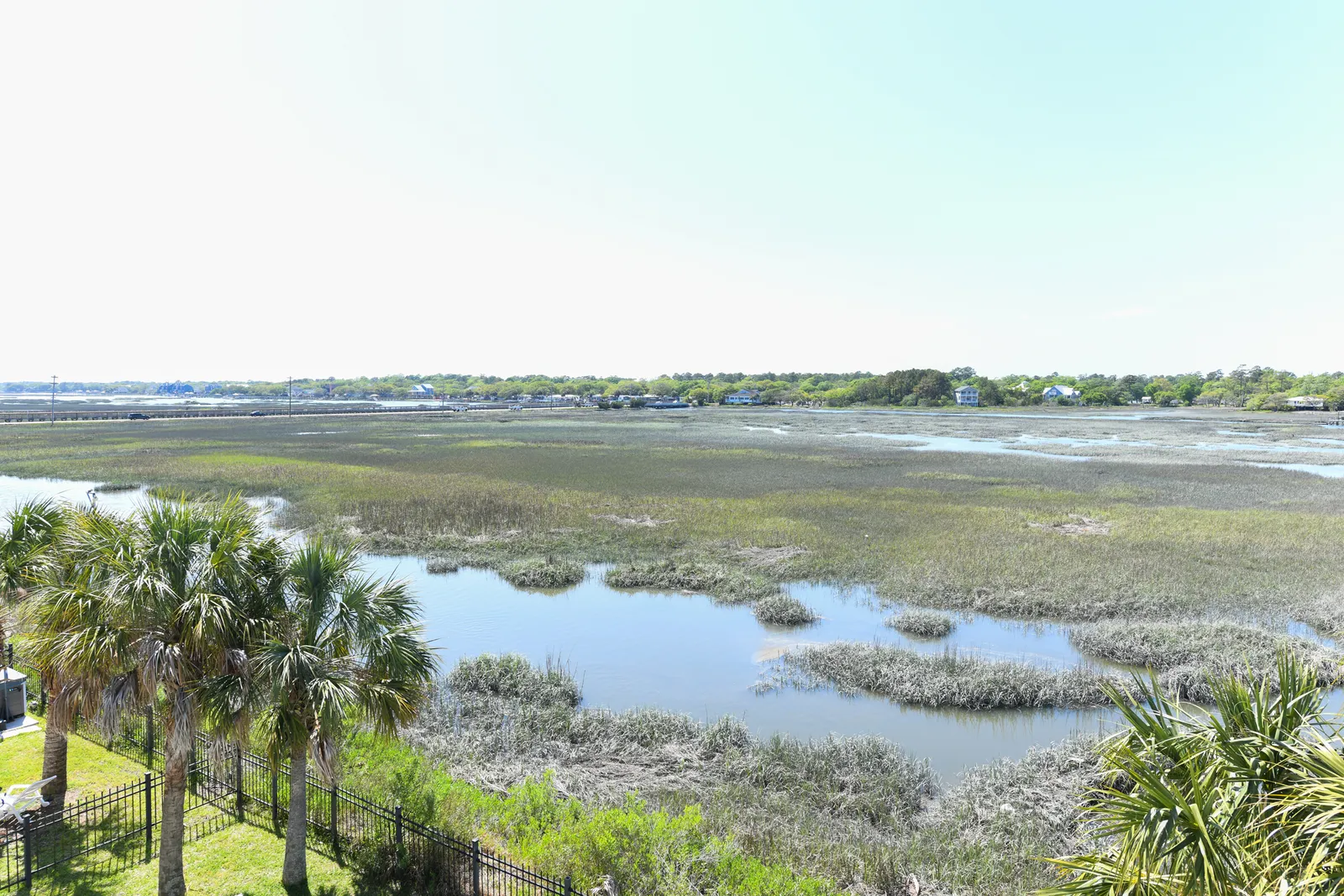 Marsh Mellow photo 13