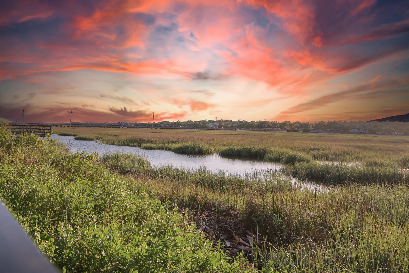Marsh Mellow photo 12